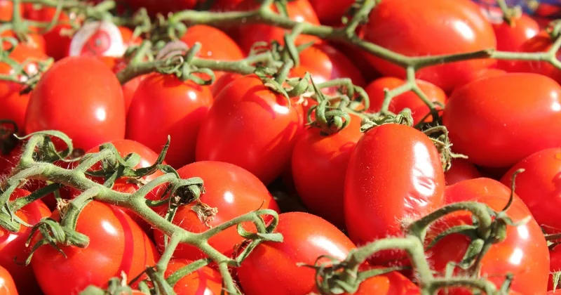 Pomidorla bağlı mühüm qərar verildi RƏSMİ