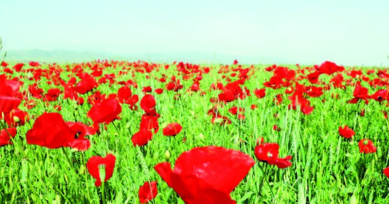 Çıxıblar yenə də düzə lalələr...