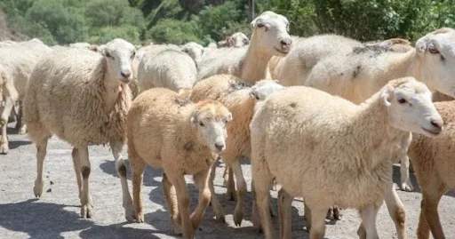 Xocavənddə tövləni fermerə 700 manata icarəyə veriblər