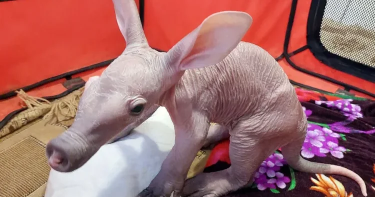 Zooparkda nadir heyvan balası DOĞULDU