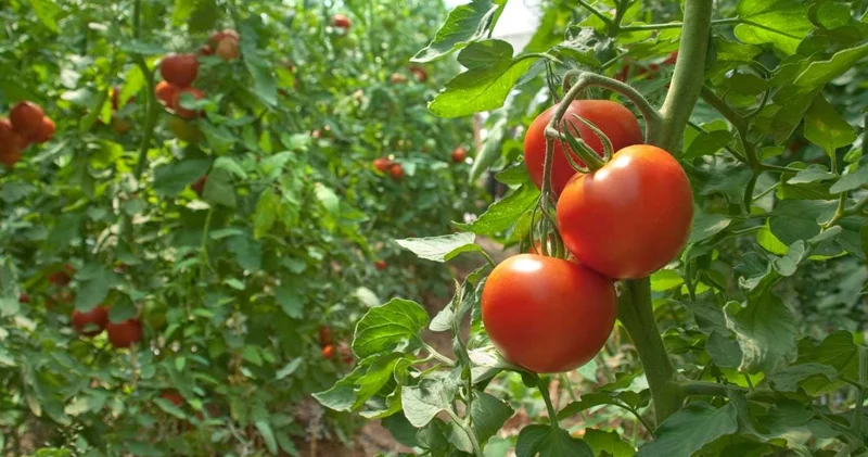 Bu il pomidor ucuzlaşmayacaq Fermer səbəbi açıqladı