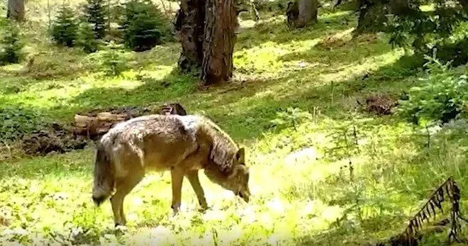Müqəddəs hesab olunur! Nəsli təhlükə altında olan bozqurd meşədə görüntüləndi