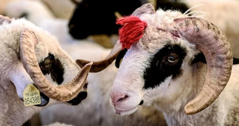 Kartdan kredit götürüb, qurban kəsmək olar? İlahiyyatçı DANIŞDI