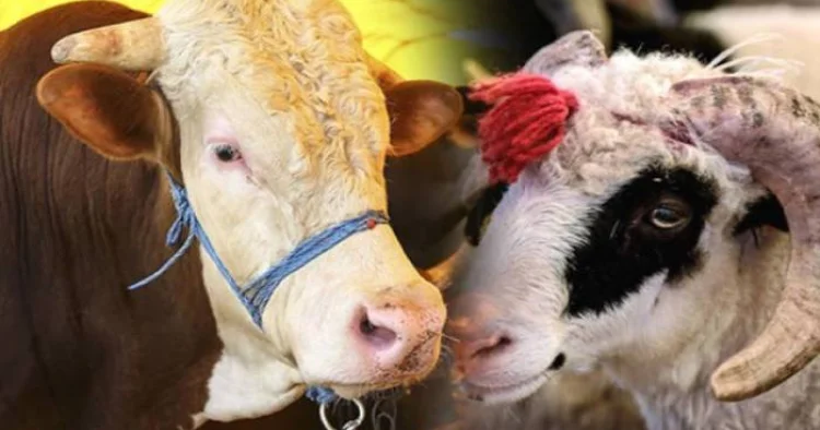 Müsəlman ölkəri Qurban bayramını necə qeyd edir... ADƏTLƏR