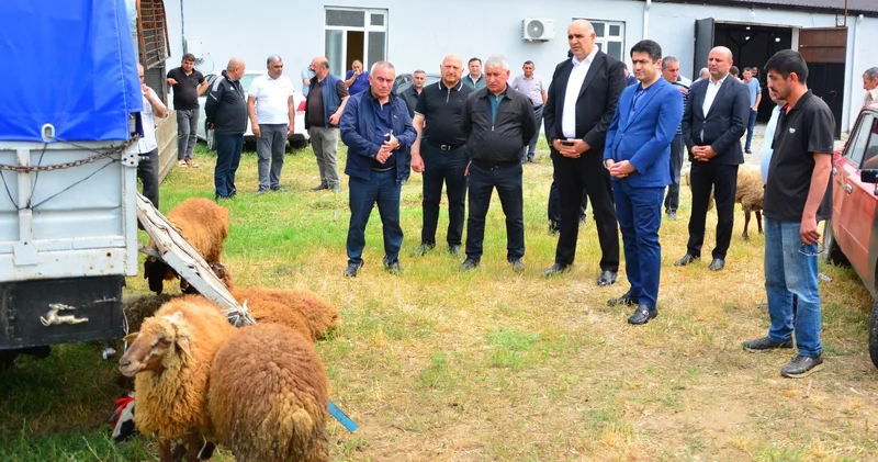 Ağstafada qurban kəsimi qaydalar çərçivəsində həyata keçirilir FOTO
