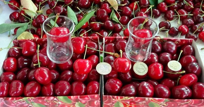 Çay stəkanına belə sığmır: Yığım başladı