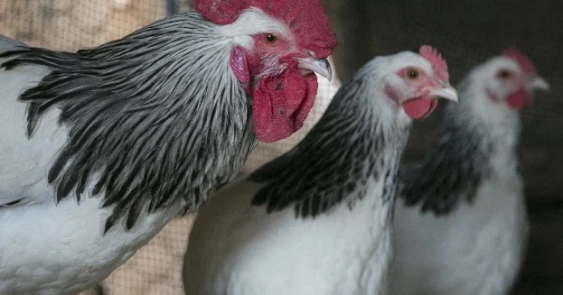 İmkanı olmayan toyuq, xoruz qurban kəsə bilərmi?