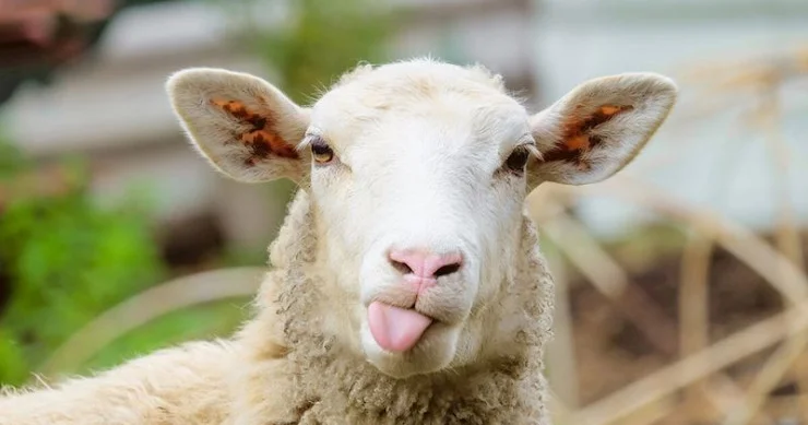 Qurbanlıq qoyunu çiyninə alıb oynadı Azərbaycanda