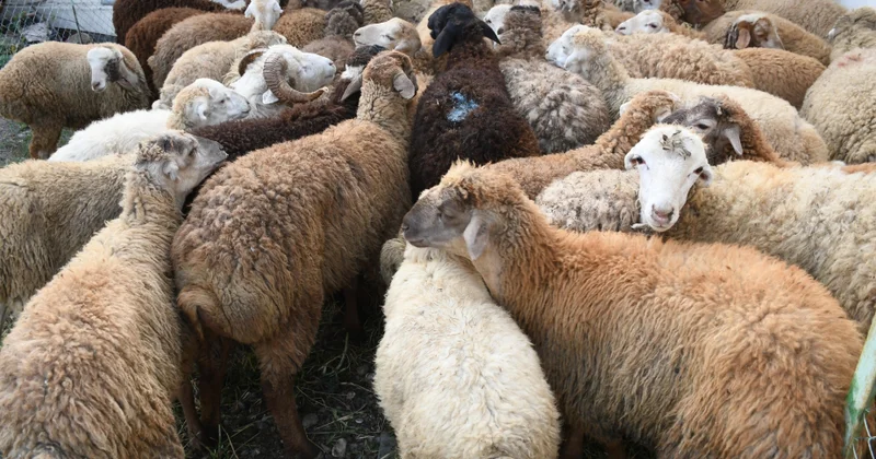 Ağdamda şəhid və aztəminatlı ailələrə bayram sovqatı paylanıb
