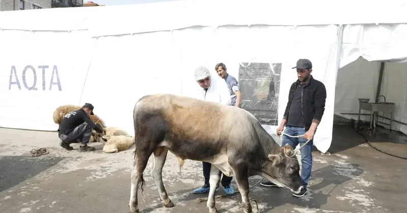 Qurban kəsərkən nələrə diqqət etmək lazımdır?