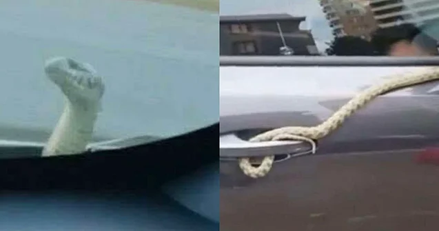 Bakıdan Bərdəyə qədər ilanla yol yoldaşı oldular Video