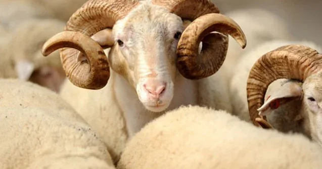 Qurban bayramında hər kəsin səhv bildiyi düz görün nə imiş Bunu etməyin!