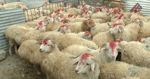 Şuşada qurban kəsilərək sakinlərə paylanıldı
