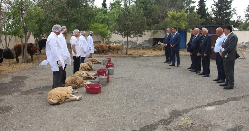 Yevlaxda 3 minə yaxın ailəyə qurban payı verilib