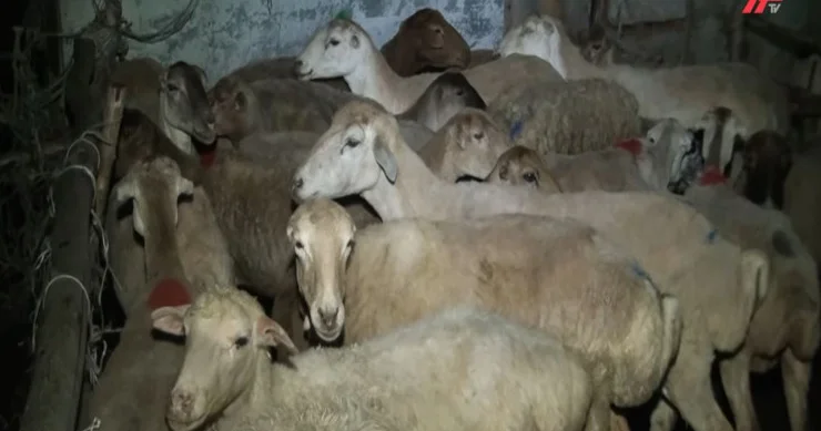 700 800 manata qurbanlıq qoç Bərdə bazarından reportaj VİDEO