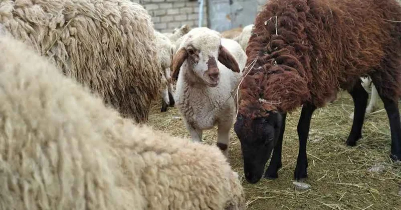 Qurbanlıq bazarında vəziyyət “qızışdı”: Qiymətlər qalxdı...