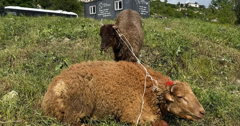 Şuşada qurban kəsilərək sakinlərə paylanılıb