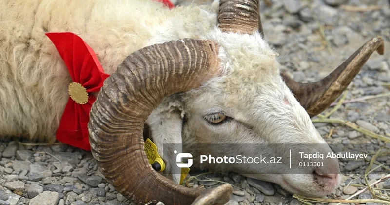 Ət yox, niyyət bölünür: Qurbanlıq bir gündən REPORTAJ