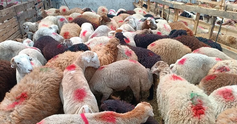 Paytaxtda qurbanlıq heyvanları bu qiymətə SATIRLAR