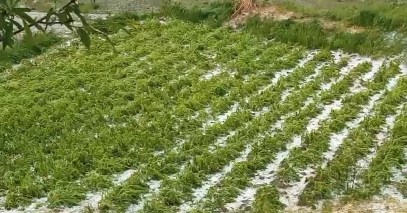Qubanın ucqar kəndlərinə dolu yağıb