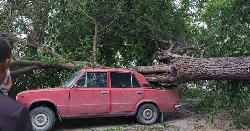 Xaçmazda ağac minik avtomobilinin üstünə aşıb