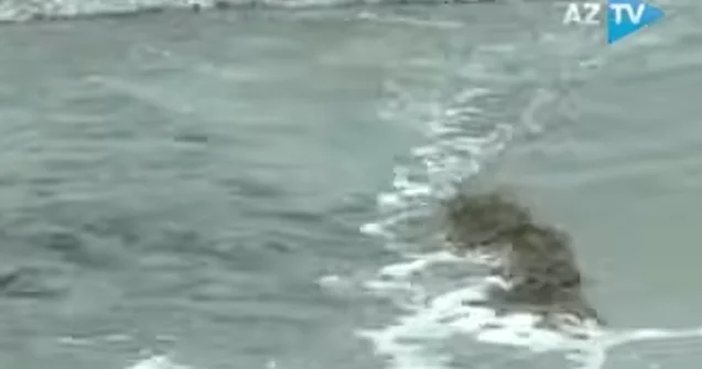 Bakıda kanalizasiya suları birbaşa dənizə axıdılır Video