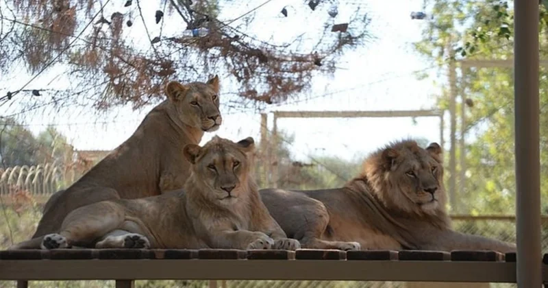 Türkiyədə şir zoorparkdan qaçdı, bir nəfəri ağır yaraladı