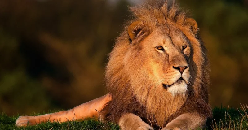 Türkiyədə şir zoorparkdan qaçdı, bir nəfəri ağır yaraladı
