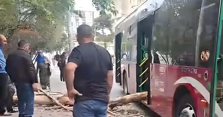 В Баку дерево упало на автобус