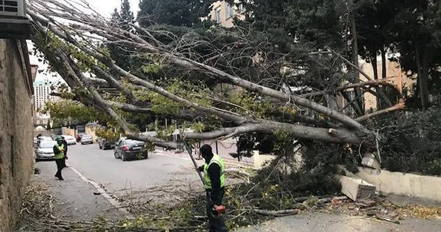 Xaqani bağında iri gövdəli ağac aşdı FOTOLAR