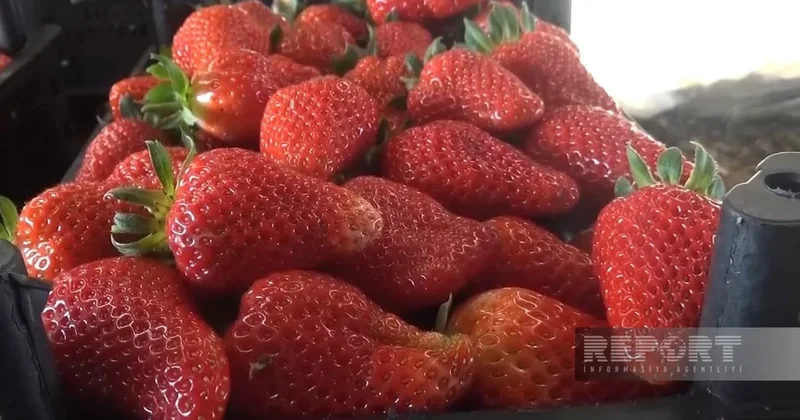 В Джалилабаде фермеры жалуются на избыток клубники: прибыль под угрозой
