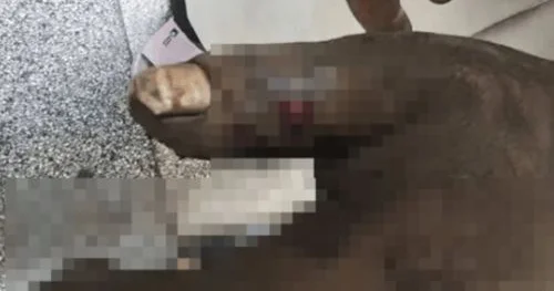 Ərinin yarasından ilan zəhərini sovuran qadın özü də zəhərləndi