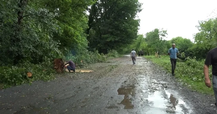 Сильный ветер повалил десятки деревьев в Гахском и Загатальском районах