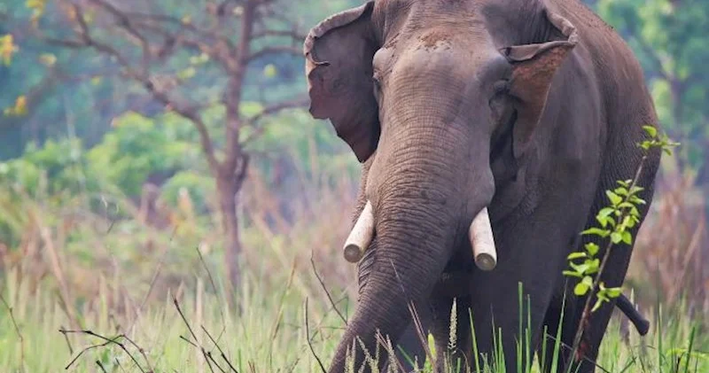 Nepalda fil qadınla uşağını öldürdü − 14 il əvvəl qohumlarını da tapdalayıb