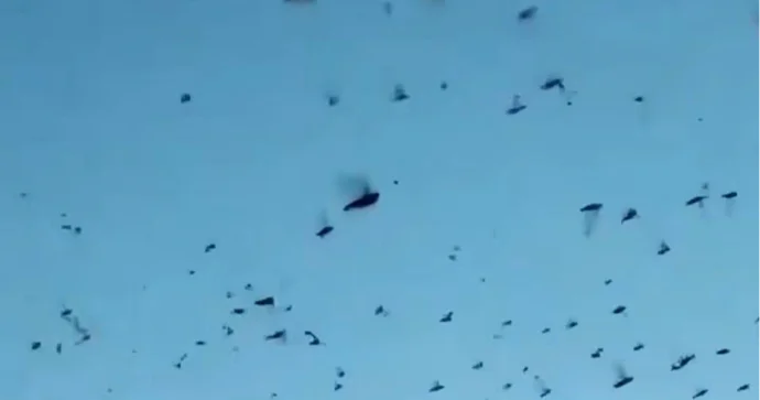 Azərbaycanlı TIR sürücüsü çəyirtkə sürüsünü lentə alıb VİDEO