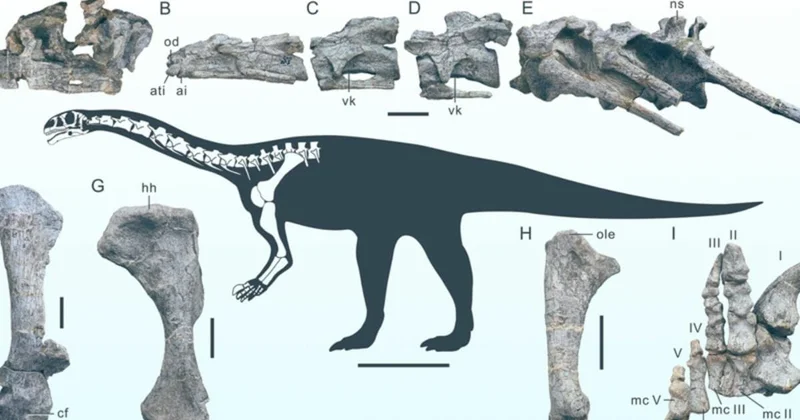 Çində yeni dinozavr növü tapılıb MARAQLIDIR