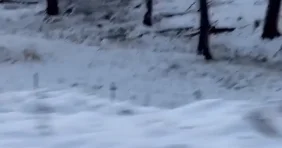 Кенгуру приспосабливаются к аномальной зиме в Австралии ВИДЕО