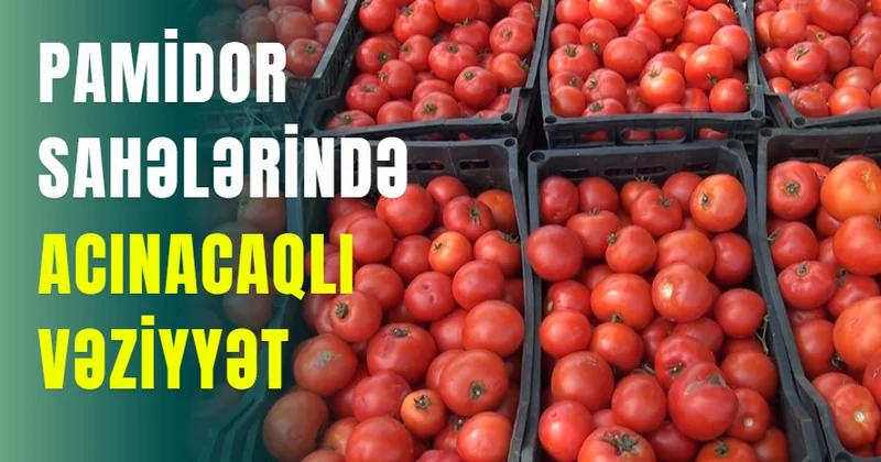 Pamidorun qiyməti kəskin .əkildə aşağı düşüb