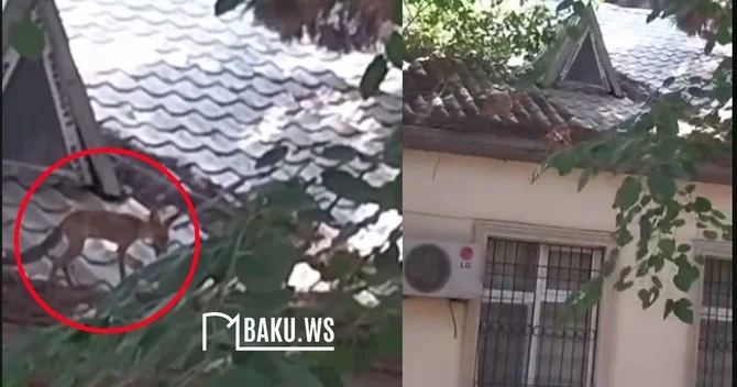 Bakıda uşaq bağçasının damında tülkü gəzir ANBAAN VİDEO