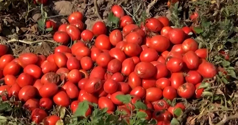 Pomidorlar sahədə qalıb çürüyür...
