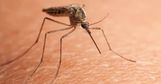 Çində yeni virus XƏBƏRDARLIĞI