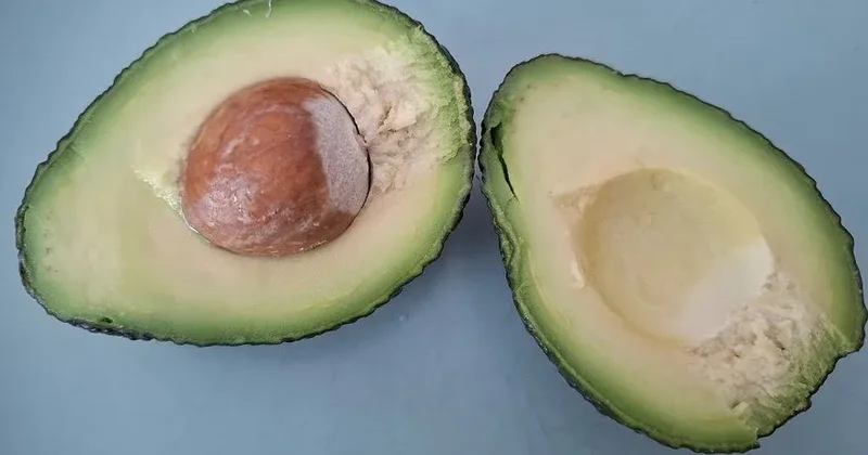 Toxumdan yetişdirilən avokado ağacı meyvə verir? Mütəxəssisin cavabı