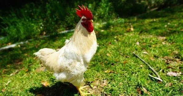 Şəkidə lətifə kimi hadisə: Qonşusunun xoruzunu məhkəməyə verir