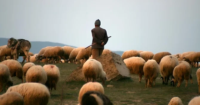 Şamaxıda çoban nənəsini söyən arvadını çomaqla döydü