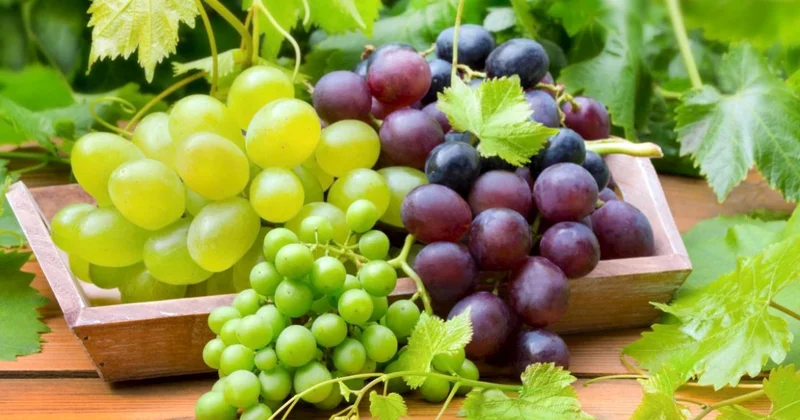Qırmızı, yoxsa yaşıl üzüm: Fərq nədədir və hansında daha çox antioksidant var?