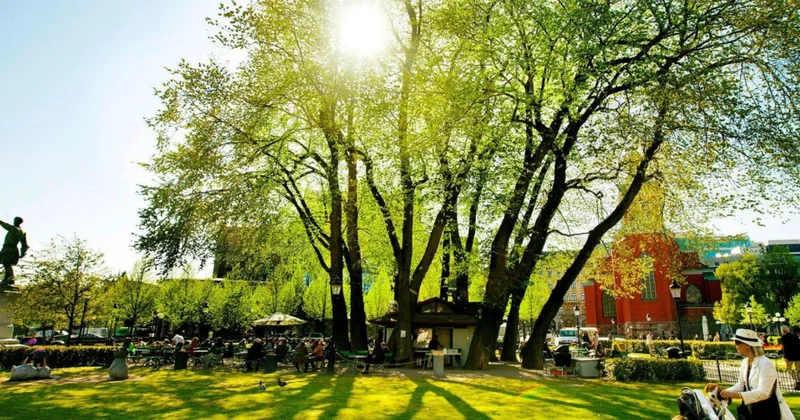 Stokholmda əfsanəvi Kungstredgorden qarağacı kəsiləcək
