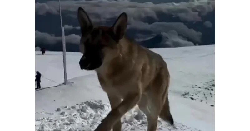 Бездомная собака покорила Эльбрус ВИДЕО