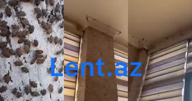 Zaqatalanı böcəklər basdı, sakinlər evə girə bilmir Rəsmi qurumlar niyə susur?