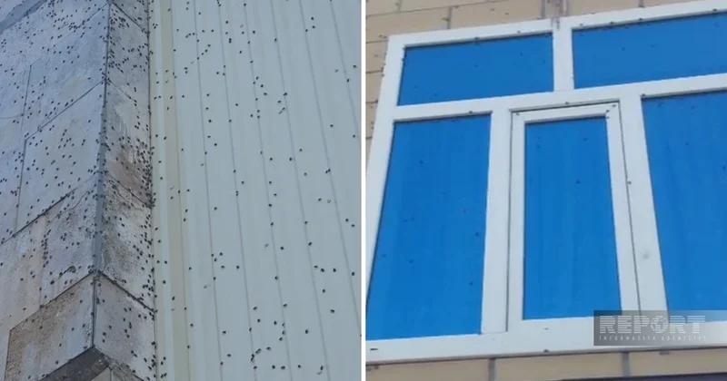 Zərərvericilərə qarşı dezinfeksiya işlərinə başlanıldı Rəsmi