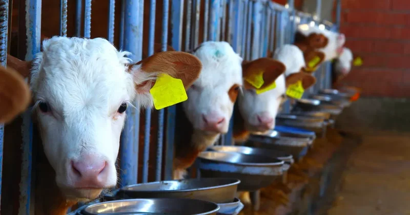 Азербайджан ограничил ввоз продуктов из нескольких стран мира